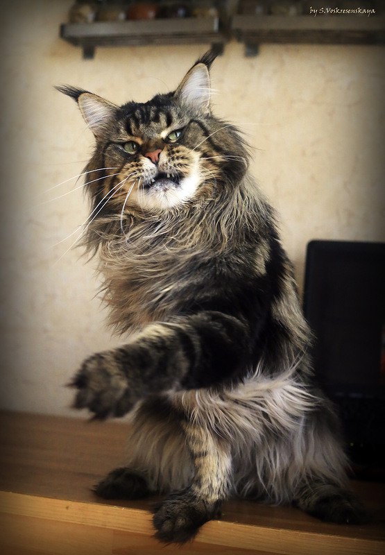 Коты и Кошки