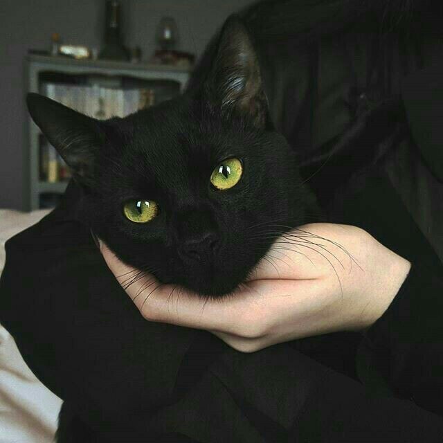 Коты и Кошки