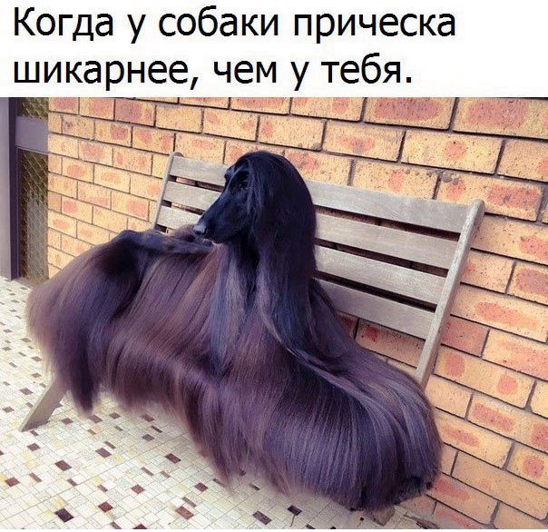 Подборка забавных животных