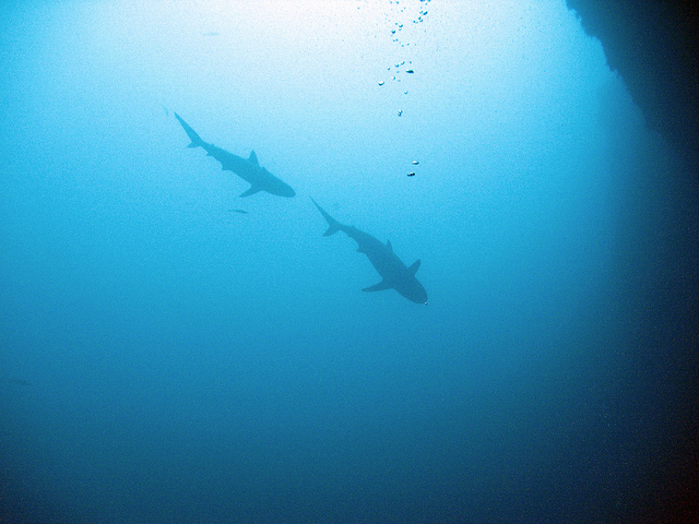 Голубая дыра (Great Blue Hole)