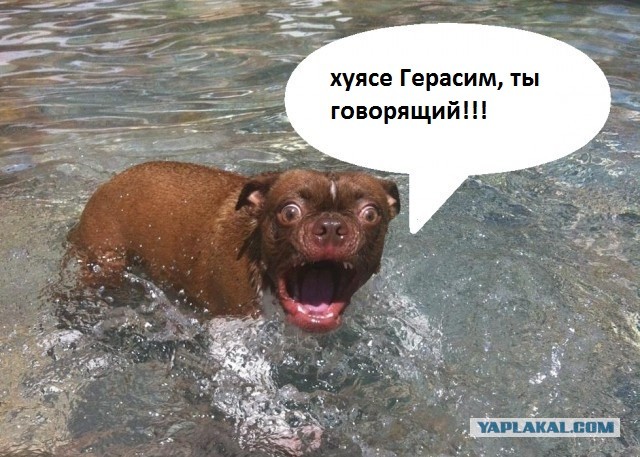 Жабельный собакен