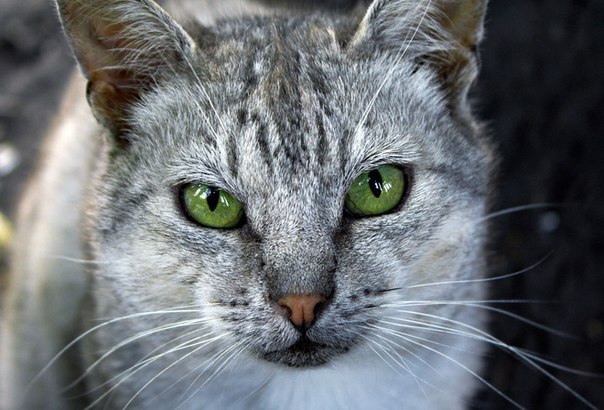 Коты и Кошки