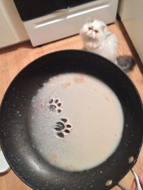 Коты и Кошки