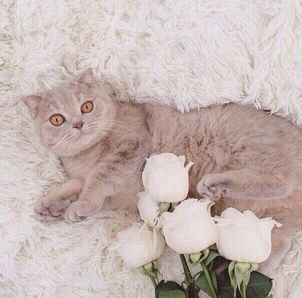 Коты и Кошки