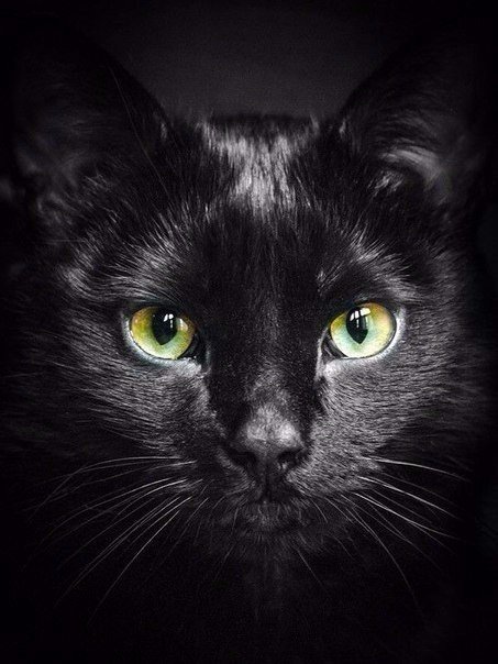 Коты и Кошки