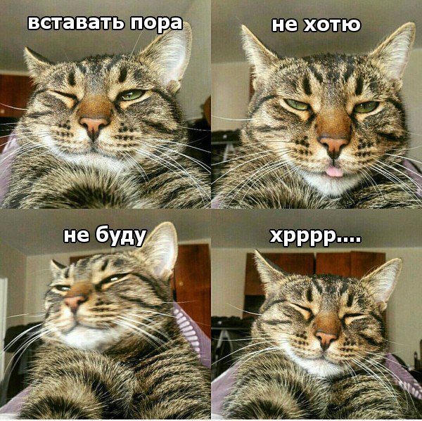 Коты и Кошки