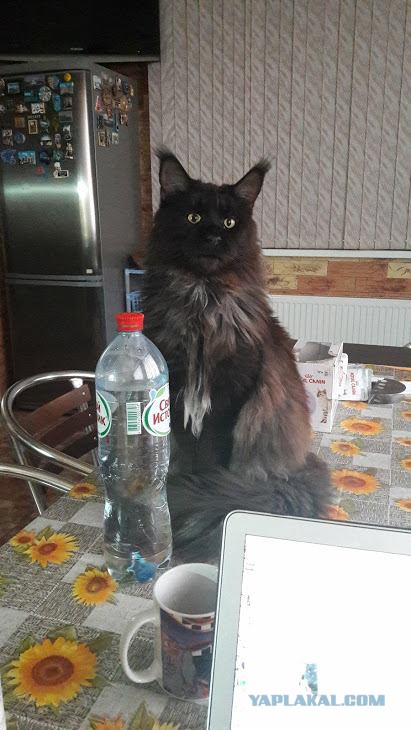 Про то, как сосед жене триппер принёс