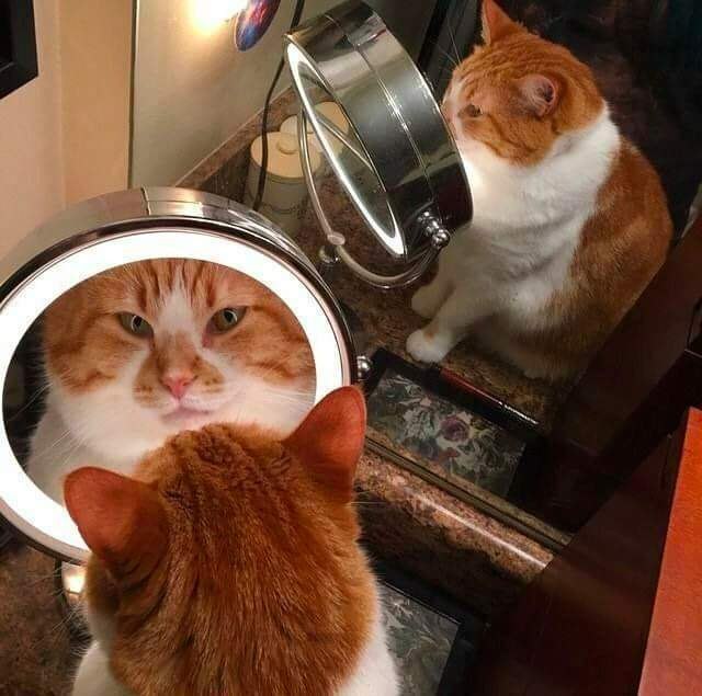Коты и Кошки