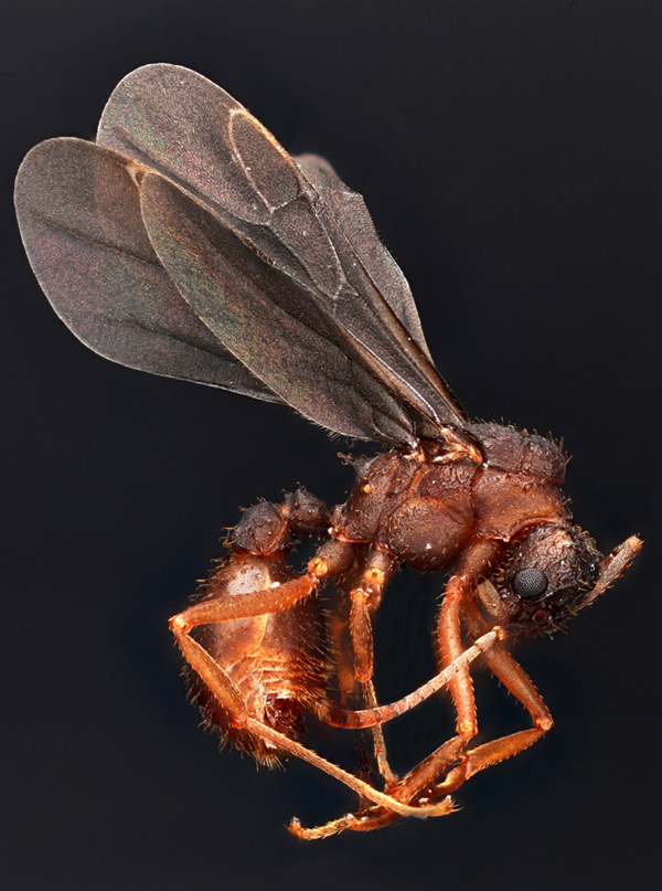 Если до этого вы не боялись мух, то пора. Болгарин делает макроснимки насекомых, обходясь без дорогой техники