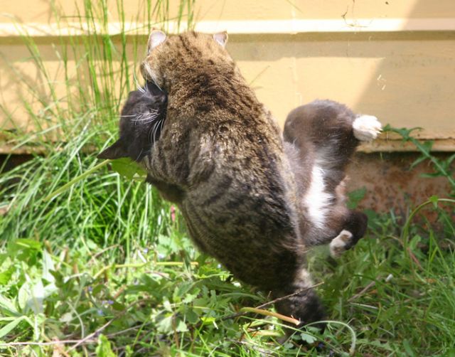 Котовторник на ЯПлакалъ (10.06.08), прикольные коты, добавляем свои!