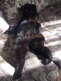 Котовторник 26.06.2018