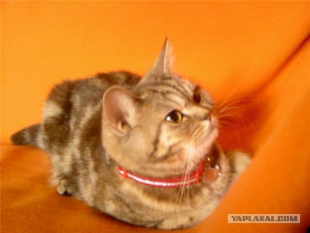 Котовторник на ЯПлакалъ