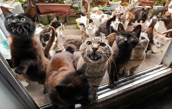 Кошачий заповедник на греческом острове ищет нового управляющего, который будет жить среди 55 кошек
