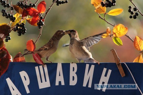 Пернатые