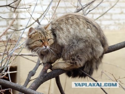 Котовторник!