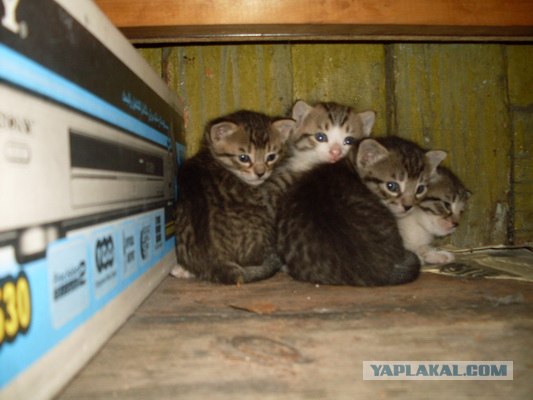 Котовторник объявляется открытым!
