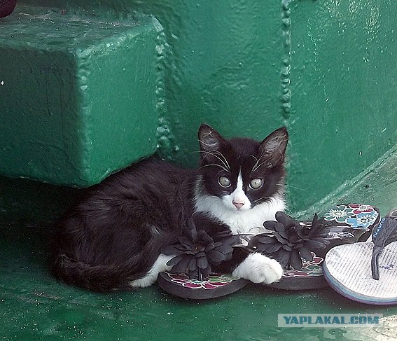 Котовторник 06.09.11