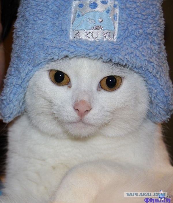 Профессиональный котовторник