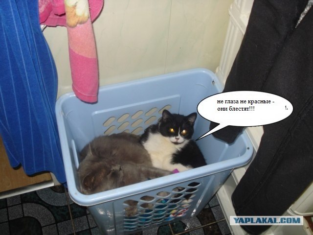 Кото-комикс