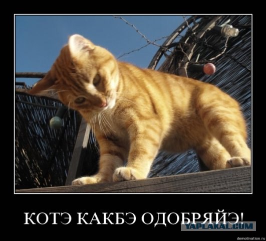 Котовторник (10.01.2012)