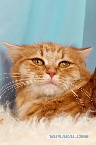 Котовторник на 26.06.12