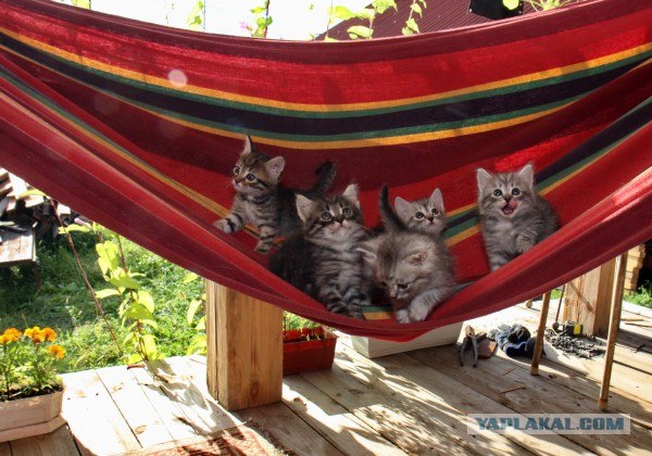 Котовторник 24.07.2012