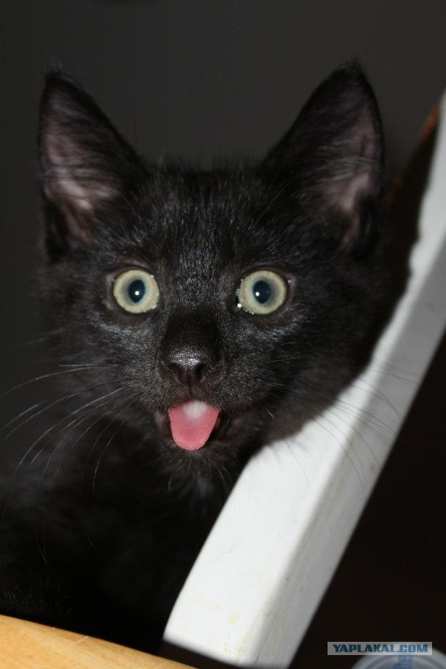Котовторник  21.08.12