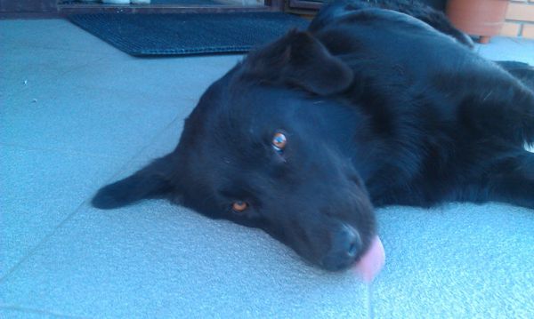 Собакочетверг