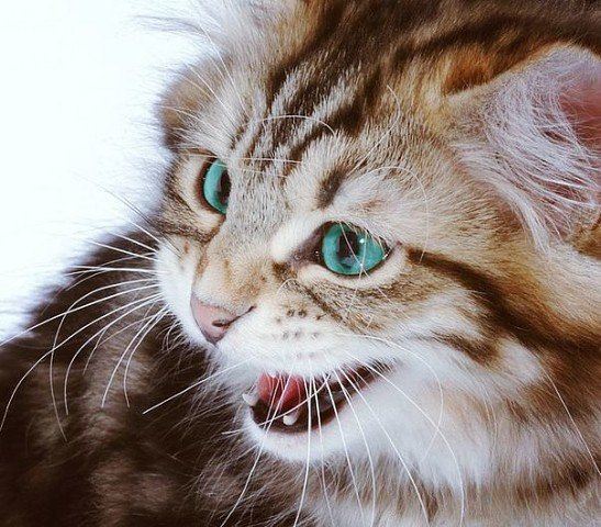 Забавные животные