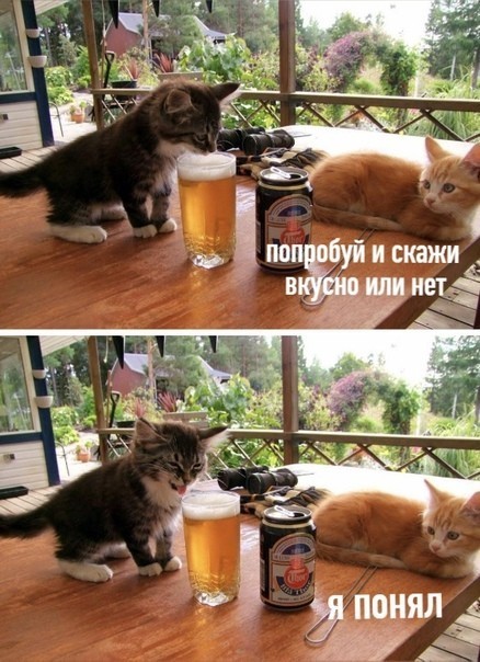 Бредзона 04.06.2020