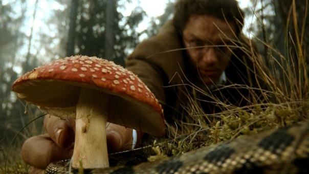 О чем думают грибы
