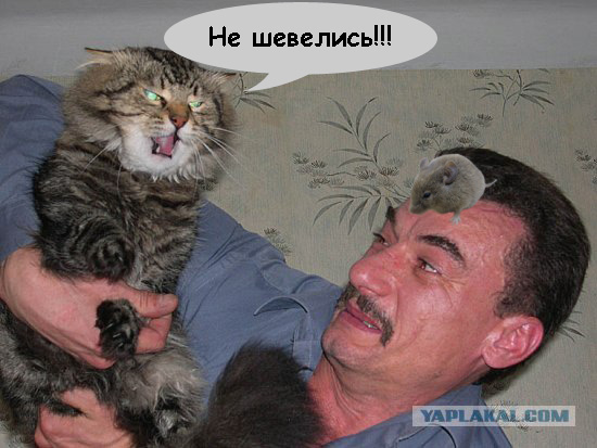 Злой кот