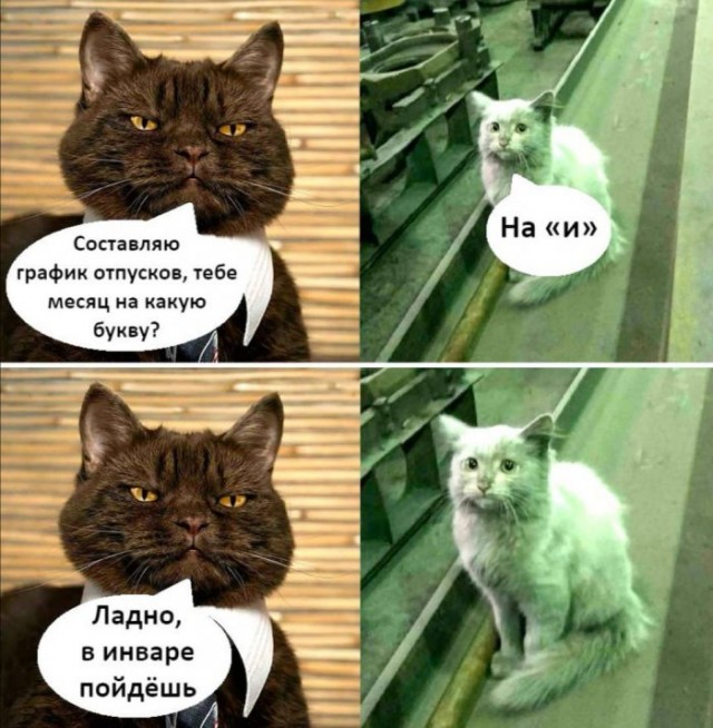 Картинки с надписями и котами