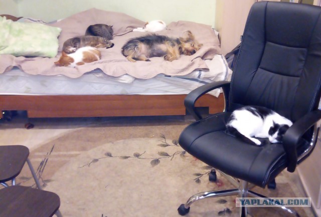 В постели с котом