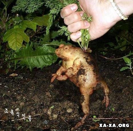Проглотил лягушку живьем!