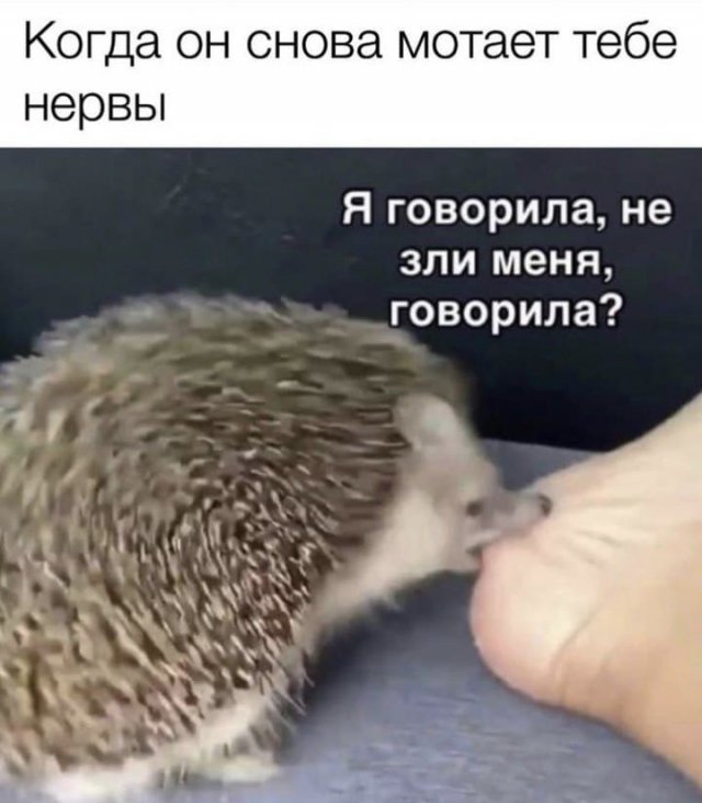 Баянисто-небаянистый юмор 2.02.22