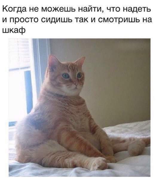 К котофторнику