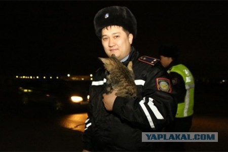 В центре переработки мусора спасли трех котят