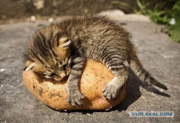 Майские праздники.