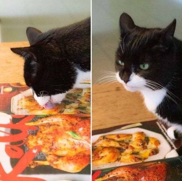 К котовторнику: подборка картинок-баянов с котиками и про котиков. Выпуск 4