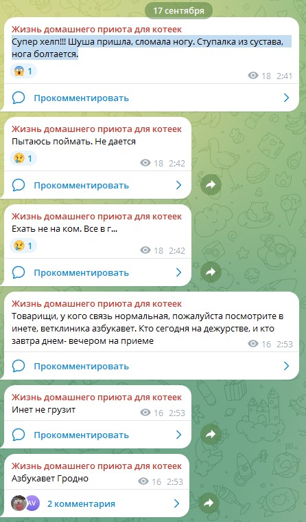 Жизнь домашнего приюта для котеек 557