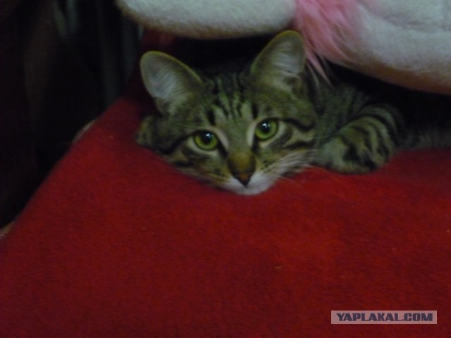 А точнее - леопард