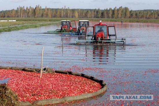 В Новой Англии поспела клюква!