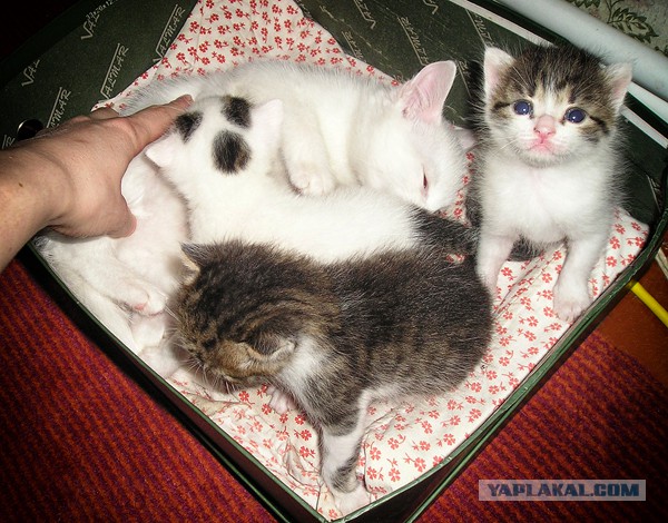Котовторник 17.06.2014
