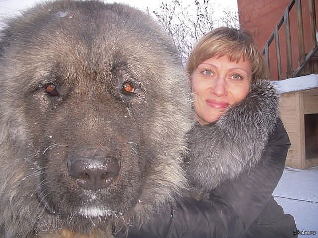 Самые добрые собаки