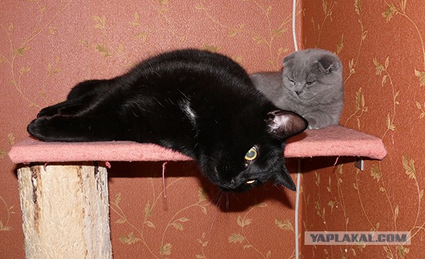 Котовторник 16.09.14