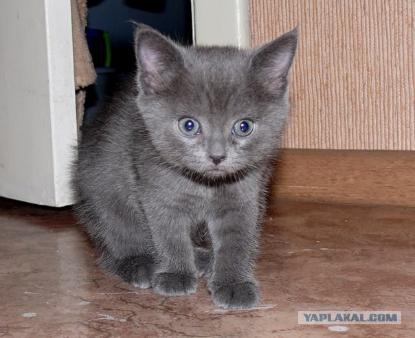 Котовторник 28.10.2014