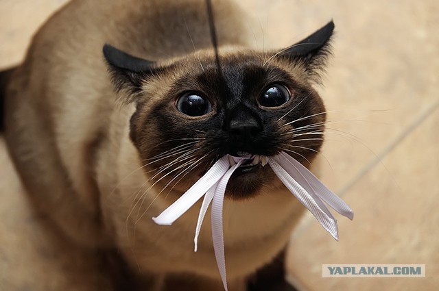 Котовторник 2.12.14