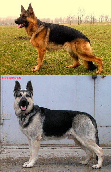 7 самых популярных пород собак в СССР