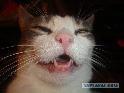 Котовторник